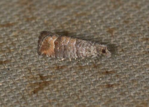 Réf. 233 628 : Clavigesta sp.